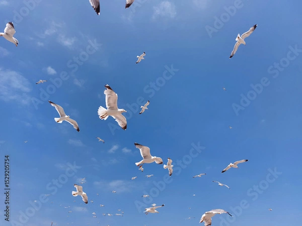 Obraz Background of flying seagulls against blue sky