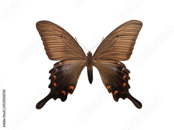 Fototapeta butterfly jenus papilio isolated on white background