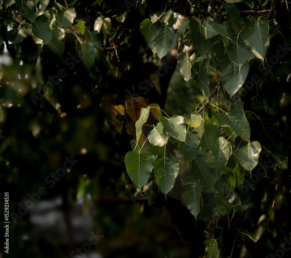 Fototapeta green leaves in the forest, with environment green tree