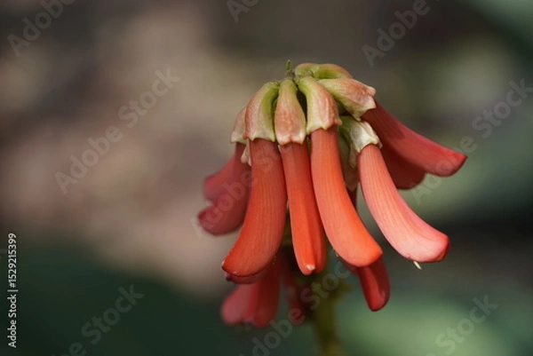 Fototapeta Erythrina zeyheri, commonly known as the ploughbreaker, is a deciduous, geoxylic subshrub and member of the family Fabaceae. Hanover Berggarten, Germany.