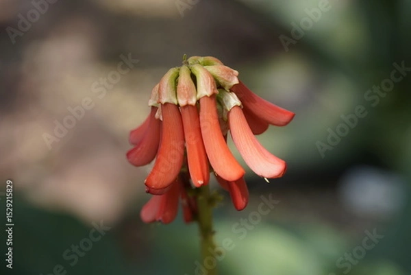 Fototapeta Erythrina zeyheri, commonly known as the ploughbreaker, is a deciduous, geoxylic subshrub and member of the family Fabaceae. Hanover Berggarten, Germany.