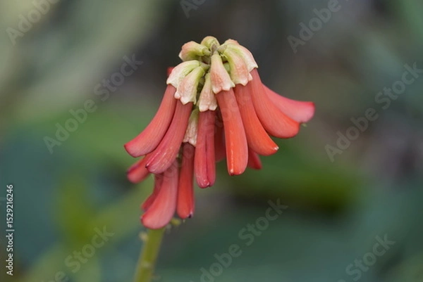 Fototapeta Erythrina zeyheri, commonly known as the ploughbreaker, is a deciduous, geoxylic subshrub and member of the family Fabaceae. Hanover Berggarten, Germany.