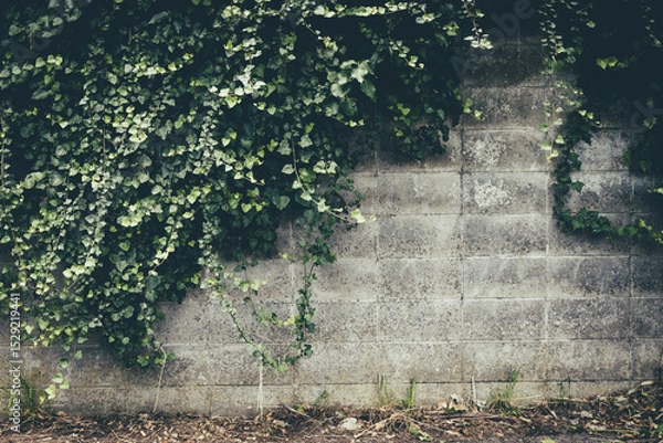 Fototapeta Green ivy spreading on old concrete wall with texture, symbol of nature reclaiming urban spaces