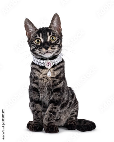 Obraz Excellent charcoal Bengal cat kitten, sitting up facing front wearing fancy necklace. Looking attentive towards camera. Isolated on a white background.