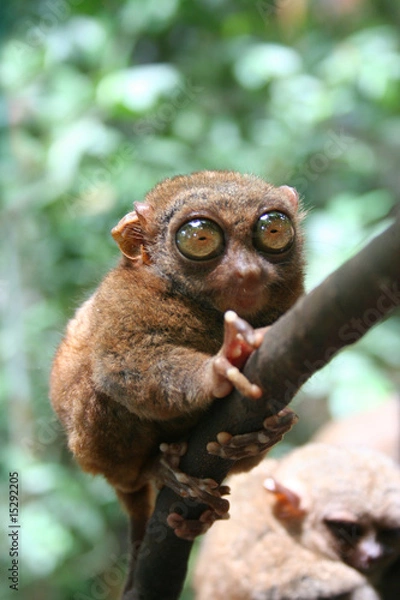 Obraz Tarsier
