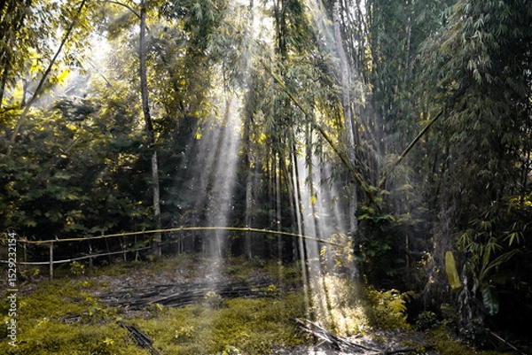 Obraz Sun rays coming from behind the trees