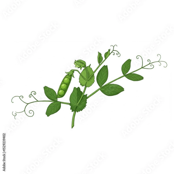 Obraz Fresh Green Pea Plant Branch Design Element for Springtime Branding Projects and Nature-Inspired Logos