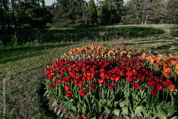 Fototapeta Vibrant tulip garden blooming in sunlight at a serene park during springtime