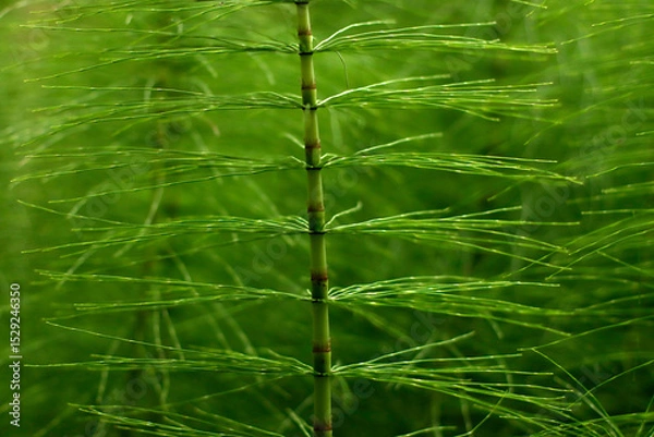 Obraz Spring vegetation in the park