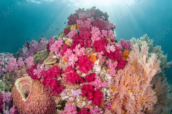 Fototapeta Colorful underwater landscape around Talang Pinnacle or Stonehenge, the most popular dive site for scuba diving in the area of Lipe island, Tarutao National Park in Satun Province, Thailand.