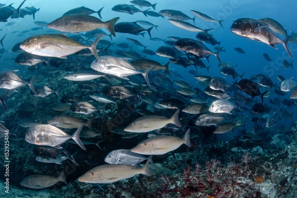 Fototapeta School of Jack fish and longnose emperor at Richelieu Rock, one of the best dive sites for scuba diving in Asia. Located in Andaman sea, Thailand.