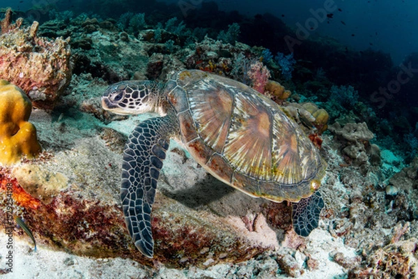 Fototapeta Green turtle (Chelonia mydas) on coral reef at Hin Daeng dive site in Andaman sea, Thailand. Endangered species and Marine life conservation. World Ocean Day concept