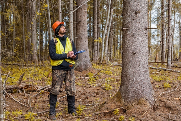 Fototapeta Forest engineer, ecologist works in the forest.