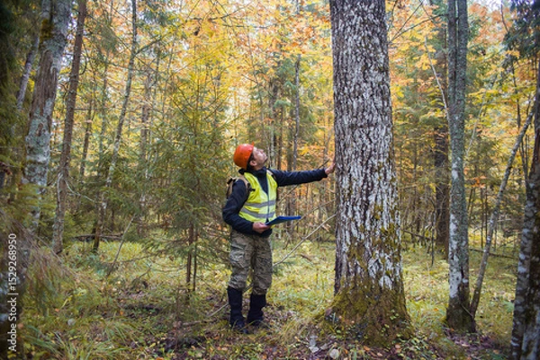 Fototapeta An ecologist and forest engineer works in the forest.