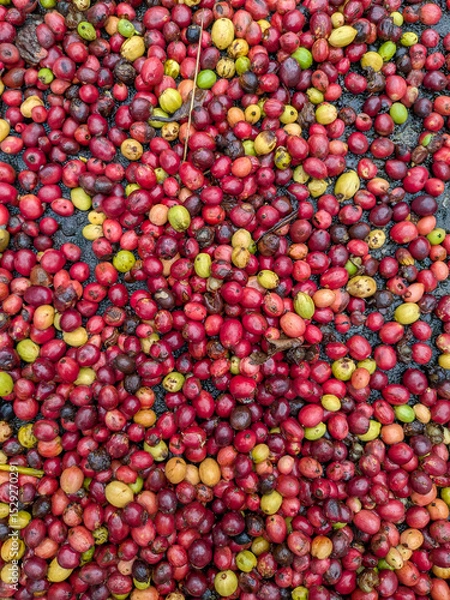 Obraz Red coffee beans