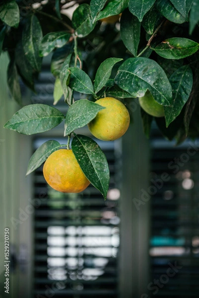 Fototapeta Fresh oranges hanging on a leafy branch