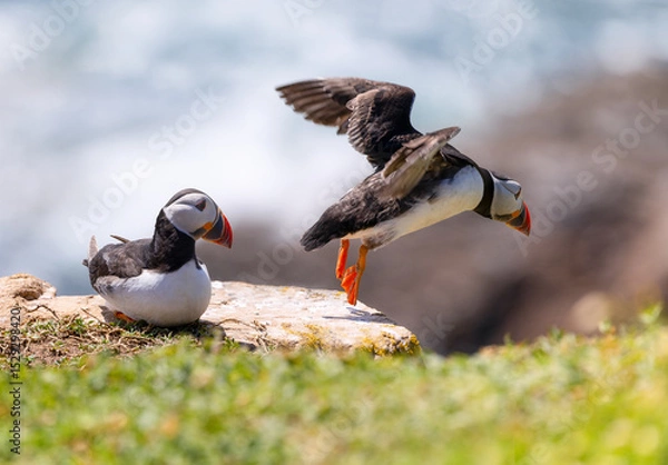 Fototapeta Two Atlantic puffins "Fratercula arctica" on cliff ledge with one bird leaping into flight with wings outstretched. Saltee Islands, Wexford, Ireland