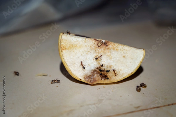 Fototapeta Swarm of Banded Sugar ants feed on leftover pear pieces fruit on kitchen table at night.