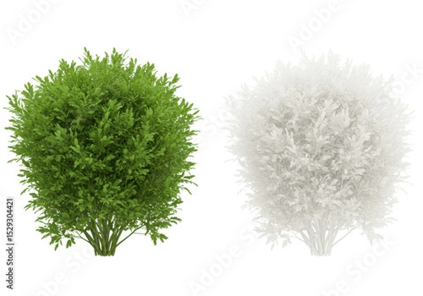 Fototapeta Lush green and white decorative bushes in a serene outdoor garden setting