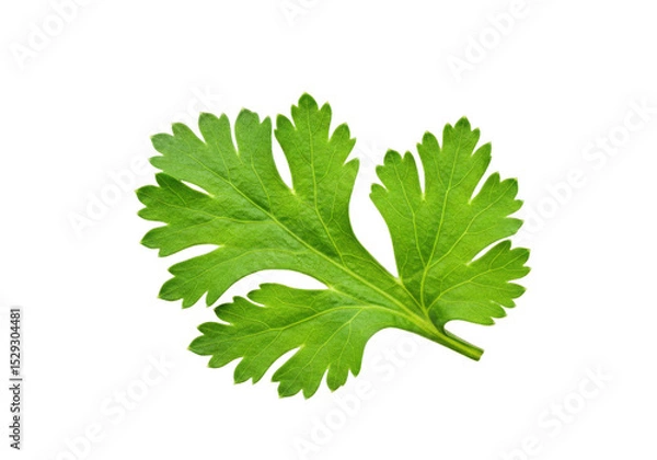 Fototapeta Fresh green cilantro leaf isolated on a white background, ideal for culinary use