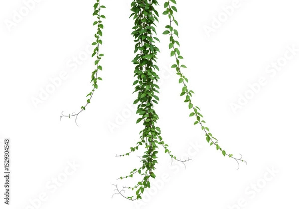 Fototapeta Lush green vines cascading down from a trellis in a serene garden setting