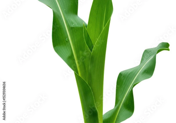 Fototapeta Lush green corn plants growing vibrantly under a clear blue sky in a serene field