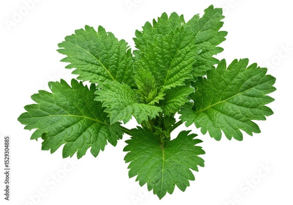 Fototapeta Fresh green nettle plant with vibrant leaves isolated on a white background