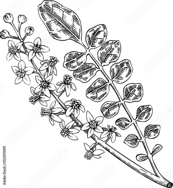 Fototapeta Frankincense tree sketch. Hand-drawn botanical illustration. Aromatic ingredients, perfumery, and organic cosmetics logo design. NOT AI generated