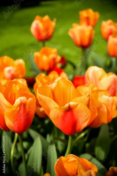 Obraz Moody close-up of colorful tulips in bloom with soft background 