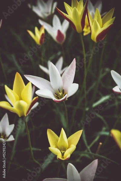 Obraz Moody close-up of colorful tulips in bloom with soft background 