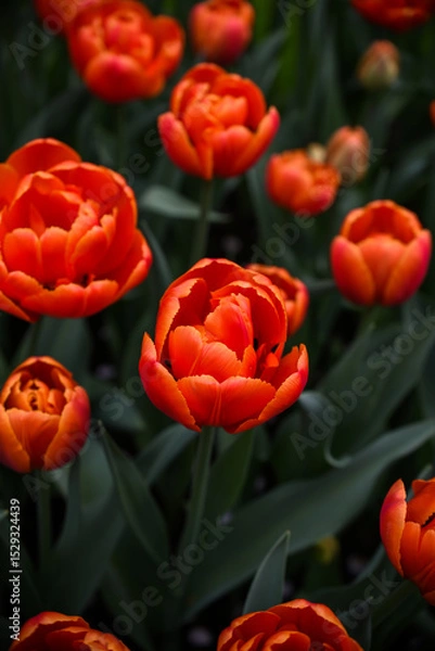 Fototapeta Moody close-up of colorful tulips in bloom with soft background 