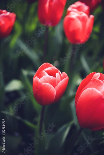 Obraz Moody close-up of colorful tulips in bloom with soft background 