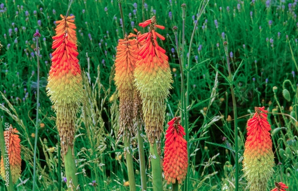 Fototapeta Blumen im Beet