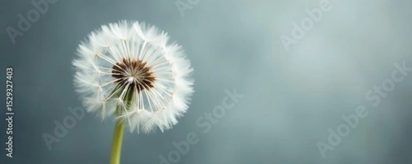 Fototapeta Close-up of delicate white dandelion seed heads against a muted gray backdrop , fragile, subtle, feathery
