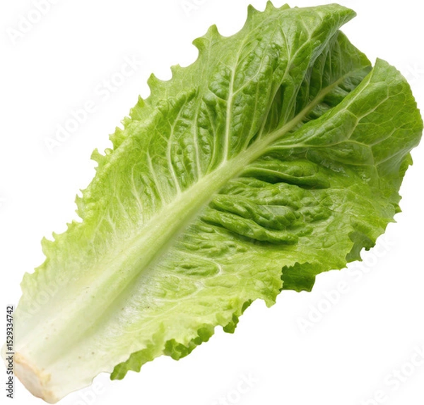 Obraz Single green leaf of fresh lettuce
