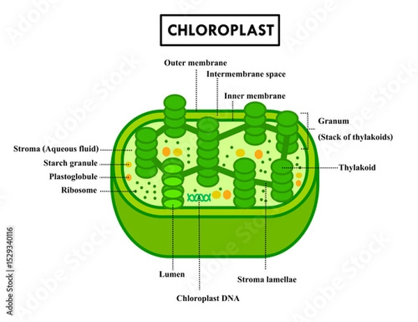 Obraz Diagram of chloroplast organelle anatomy for education.Structure of chloroplast in plant cells or leaf.Biological and educational.Biology or science infographic.Photosynthesis.Vector illustration.
