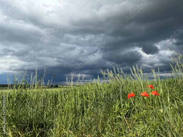 Fototapeta Storm Approaching Over Fields with Wild Red Poppies