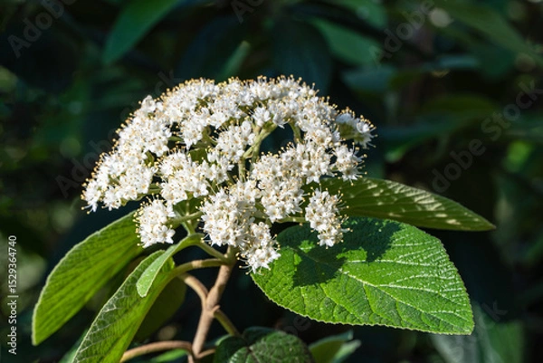 Fototapeta Close-up of blooming leatherleaf viburnum (Viburnum rhytidophyllum Alleghany), showcasing clusters of small white flowers with prominent stamens, set against backdrop of lush green leaves.