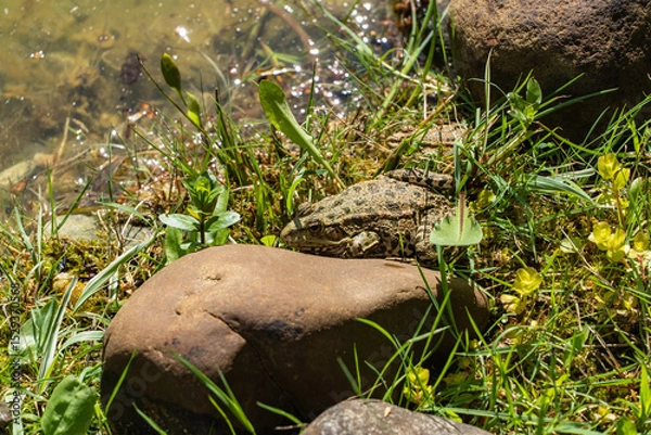 Fototapeta Two frog is among green vegetation and moss near shallow body of water, blending seamlessly with its natural surroundings. Blurred background. Selective focus. background. Nature concept for design