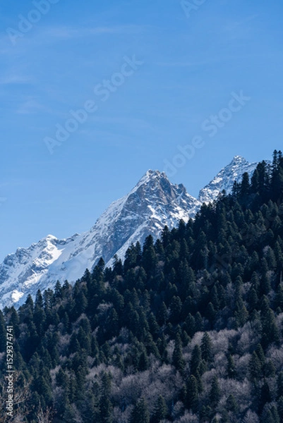 Fototapeta Majestic snow-capped mountain peaks towers above dense forest, contrasting against clear blue sky, showcasing nature's grandeur and tranquility.Karachay-Cherkessia. Dombay 2025.