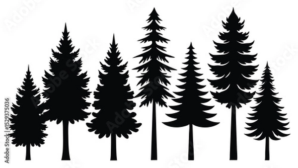 Fototapeta Silhouettes of evergreen trees in a row tall and short
