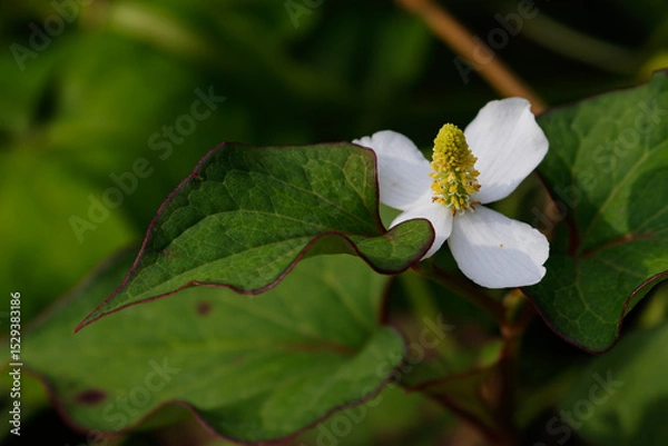 Fototapeta ドクダミの美しい花01