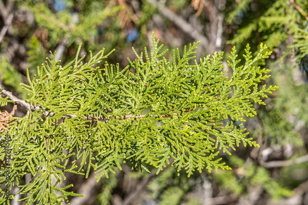 Fototapeta Horizontal texture of green cypress trees