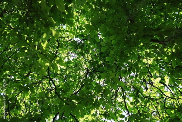 Obraz View on tree in the forest of Chantilly