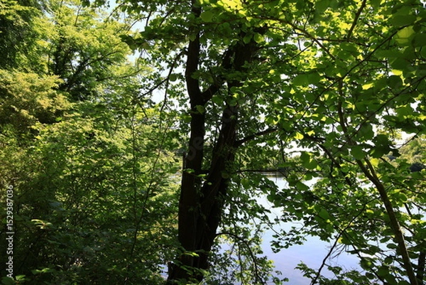 Obraz View on tree in the forest of Chantilly