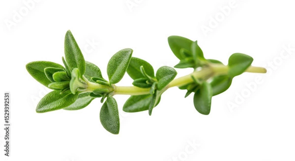 Obraz Fresh thyme sprig with green leaves isolated PNG with Transparent Background