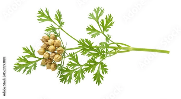 Obraz Cilantro plant with seeds and leaves isolated PNG with Transparent Background
