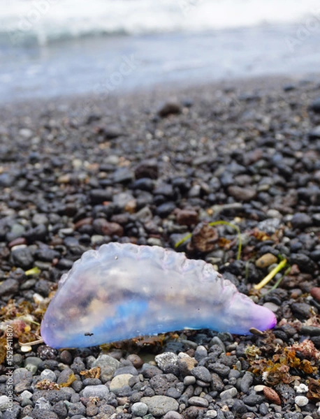 Obraz Atlantic Portuguese man-of-war or Physalia physalis jellyfish-like poisonous marine hydrozoan washed out on the shore of Tenerife,Canary Islands,Spain.