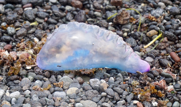 Obraz Atlantic Portuguese man-of-war or Physalia physalis jellyfish-like poisonous marine hydrozoan washed out on the shore of Tenerife,Canary Islands,Spain.