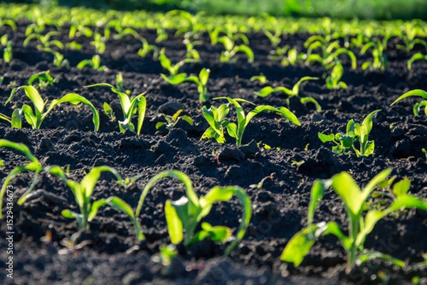 Obraz Rows of young corn plants grow vigorously in rich, dark soil under bright sunlight on a farm in the early summer